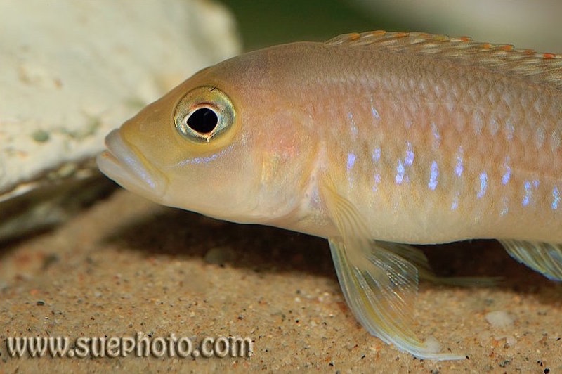Neolamprologus sp. 'ventralis kasanga' Chituta Bay